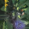 Art Card 10: Emeritus of Woe - Secrets of Strixhaven Art Series